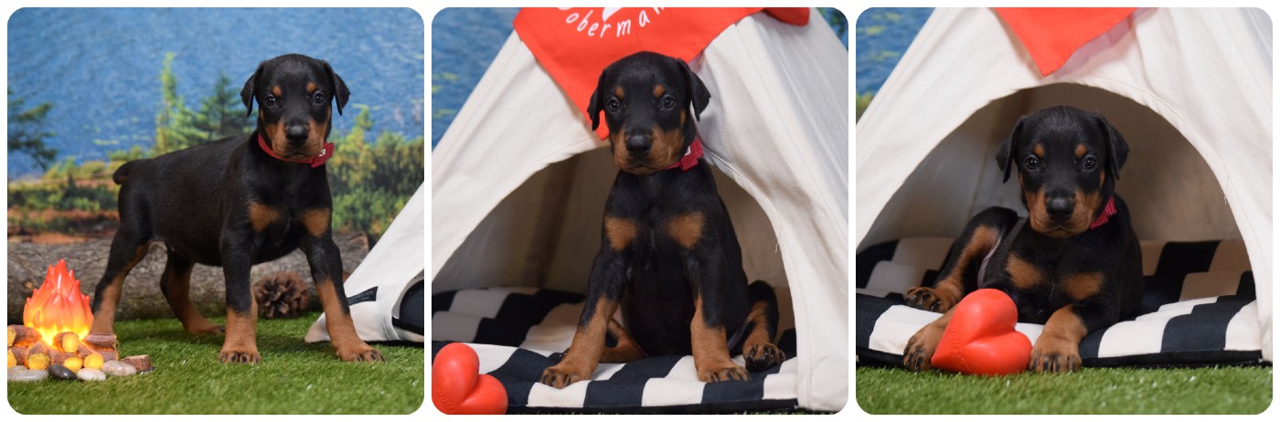 doberman puppies for sale