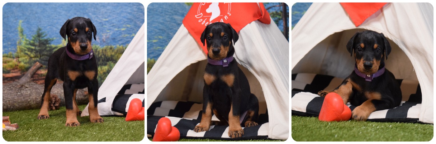 doberman puppies for sale