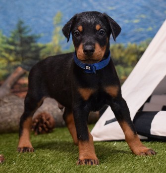 doberman puppies for sale