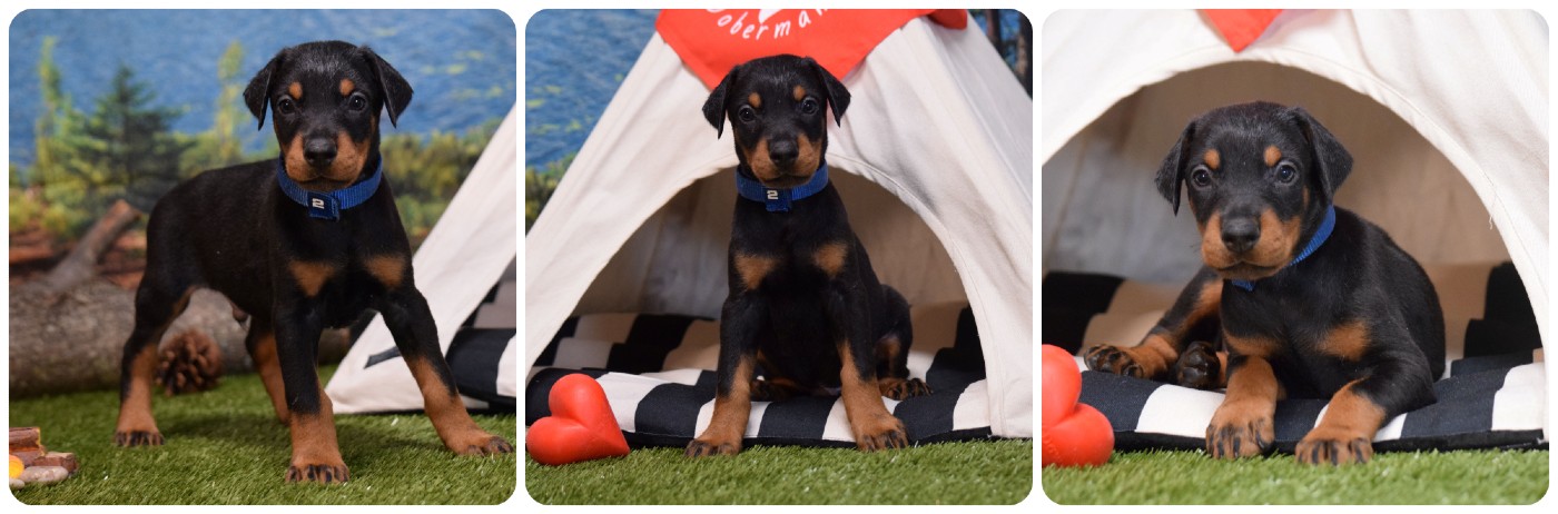 doberman puppies for sale