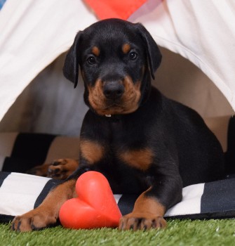 doberman puppies for sale