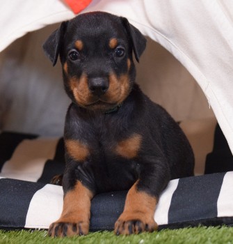 doberman puppies for sale