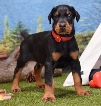 doberman puppies for sale