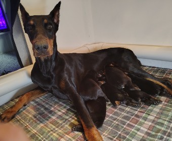 doberman puppies for sale