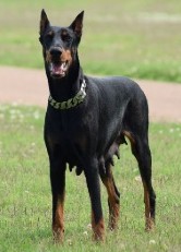 doberman female