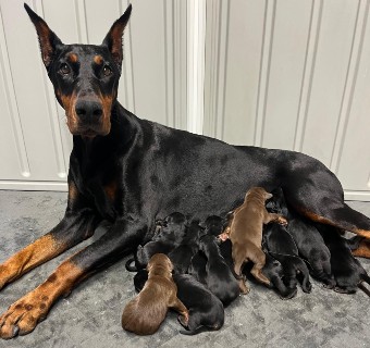 red and black doberman puppies for sale