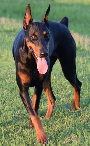 doberman