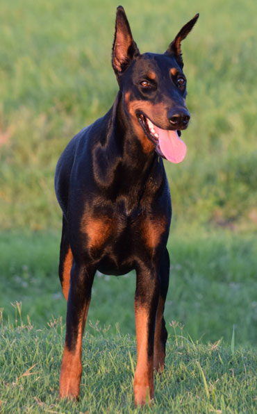 doberman