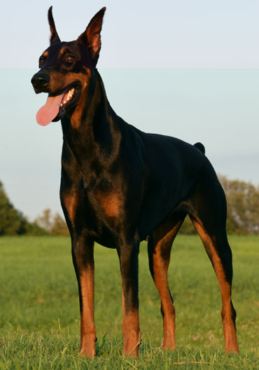 doberman