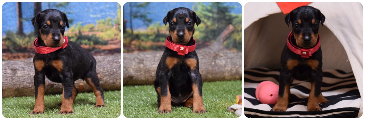 black female doberman puppy black female doberman puppy