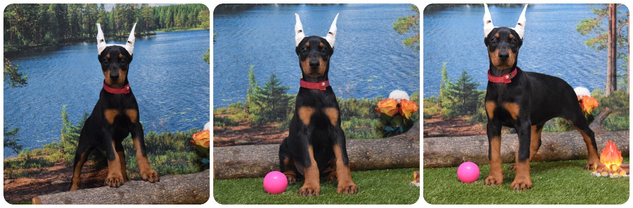 black female doberman puppy black female doberman puppy