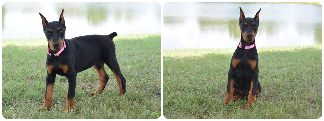 black female doberman puppy black female doberman puppy