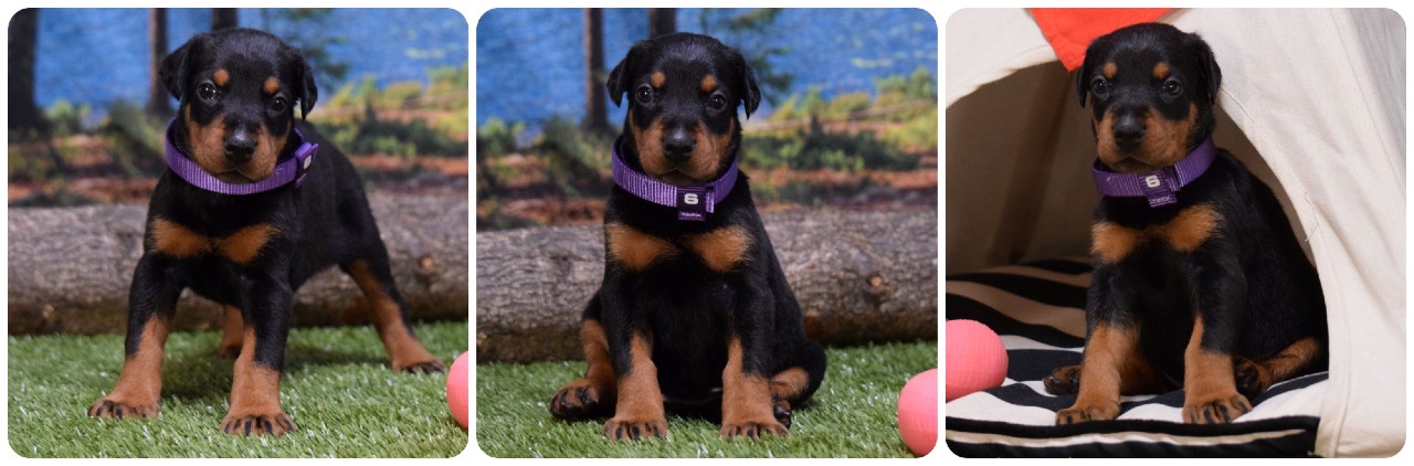 black female doberman puppy black female doberman puppy