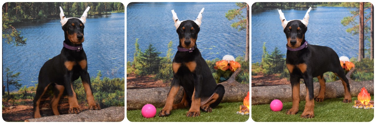 black female doberman puppy
