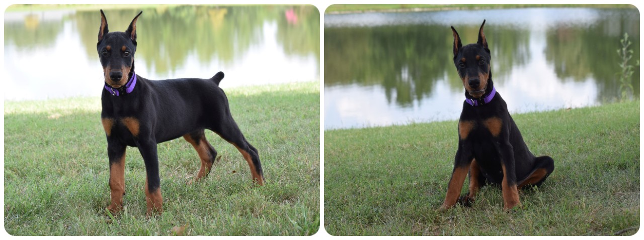 black female doberman puppy black female doberman puppy
