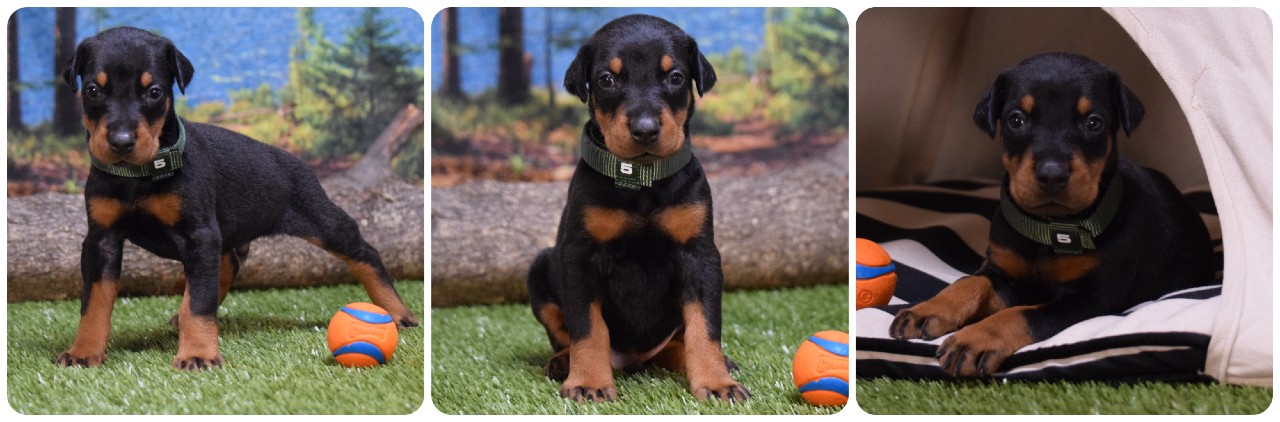 black male doberman puppy black male doberman puppy green collar
