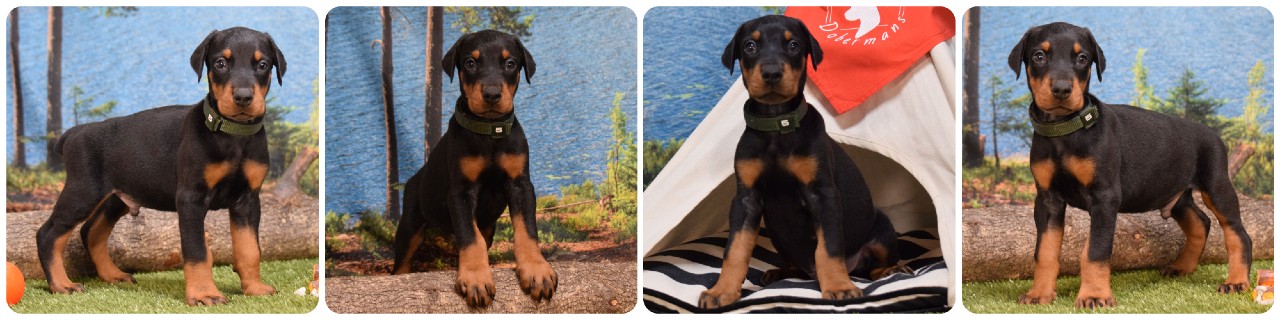 black male doberman puppy black male doberman puppy green collar