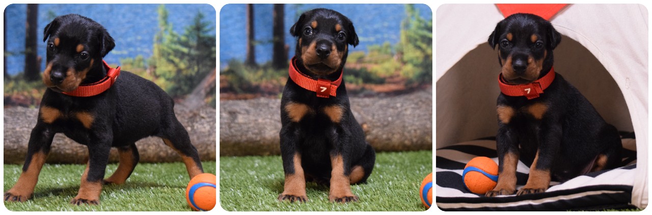 black male doberman puppy black male doberman puppy green collar