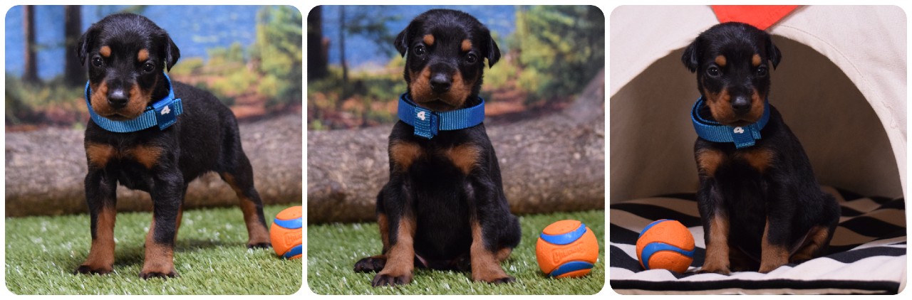 black male doberman puppy black male doberman puppy