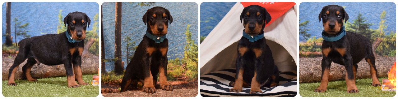 black male doberman puppy black male doberman puppy