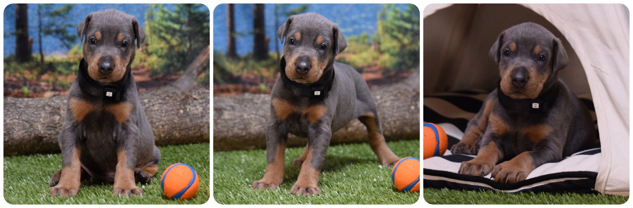 blue male doberman puppy