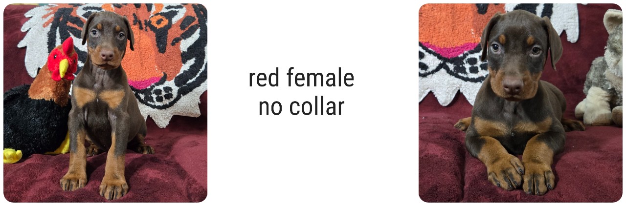 picture of doberman puppies