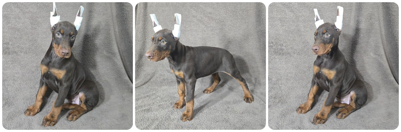 picture of doberman puppies