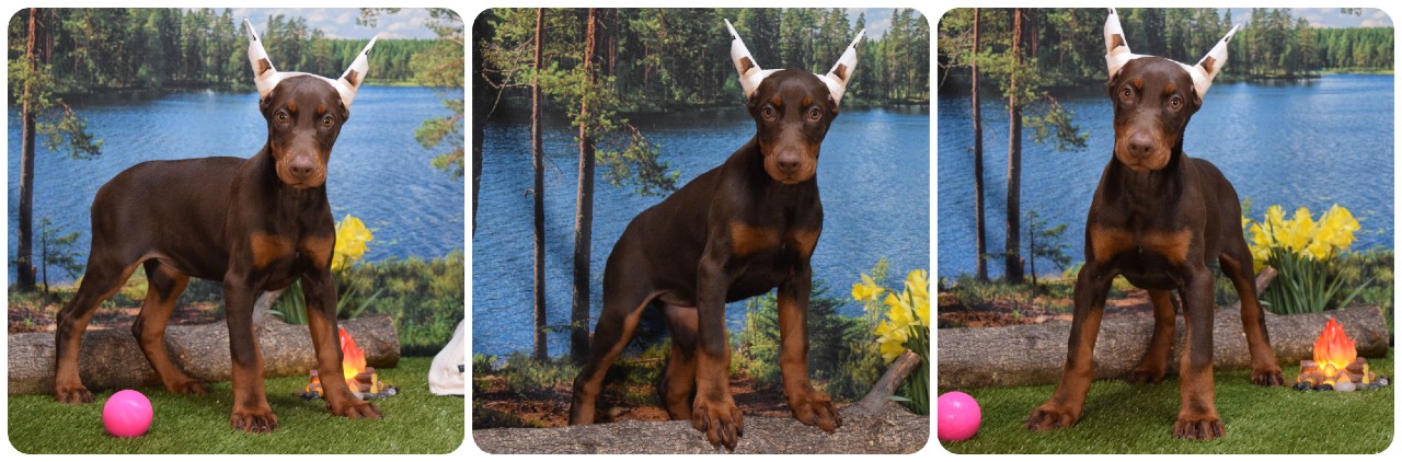 red female doberman puppy no collar