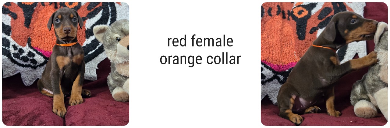 picture of doberman puppies