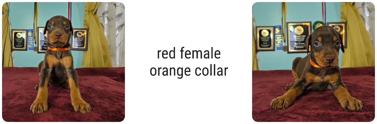 picture of doberman puppies