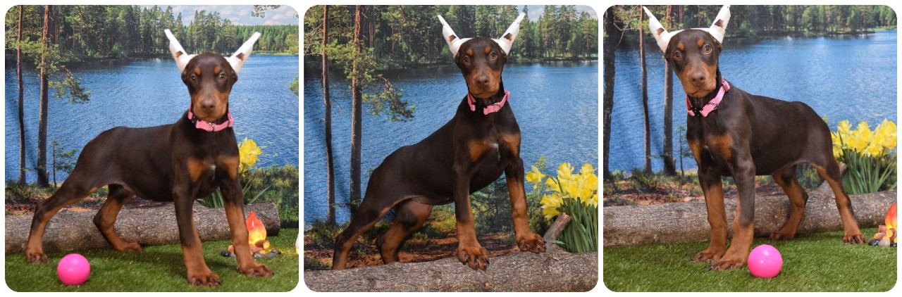 red doberman female puppy with pink collar