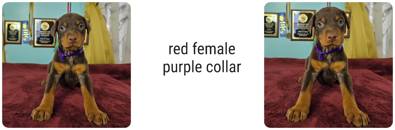 picture of doberman puppies