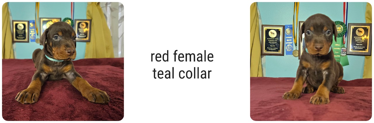 picture of doberman puppies