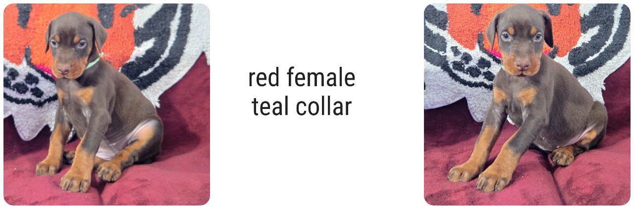 picture of doberman puppies