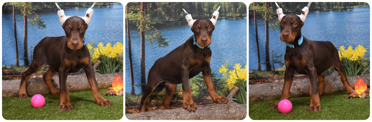 red female doberman puppy red female doberman puppy with teal collar