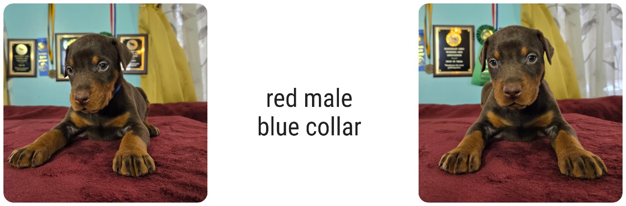 picture of doberman puppies