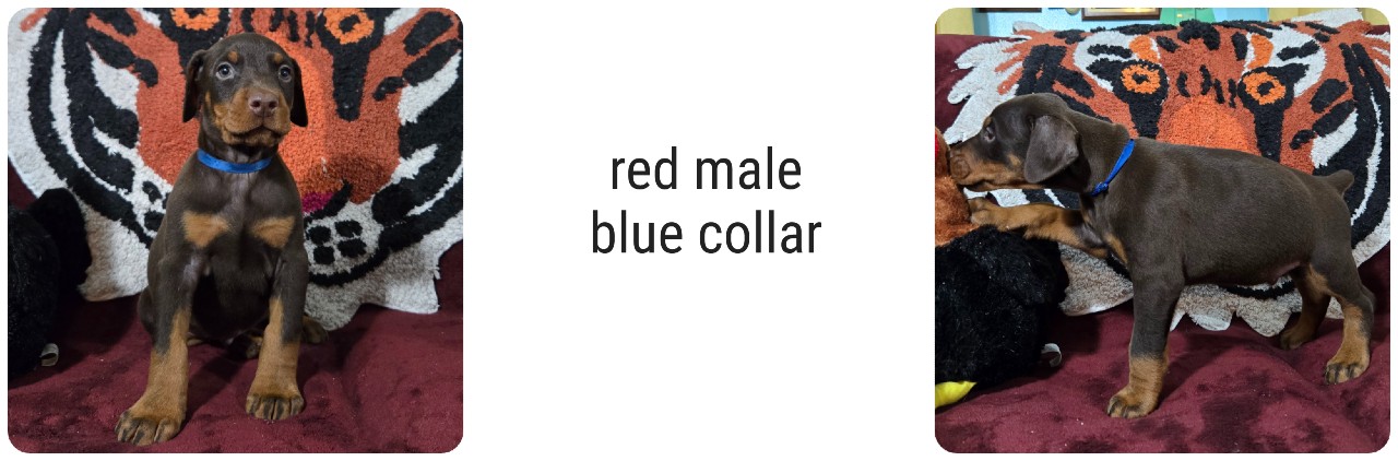 picture of doberman puppies