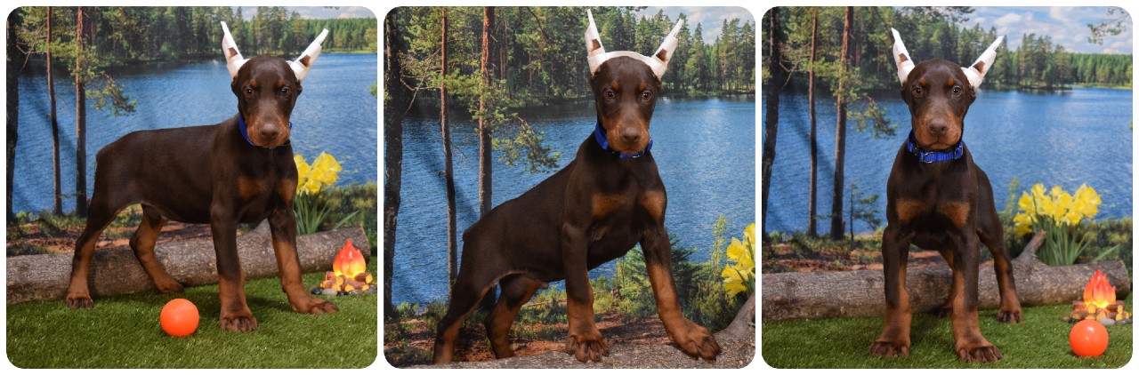 red doberman male puppy