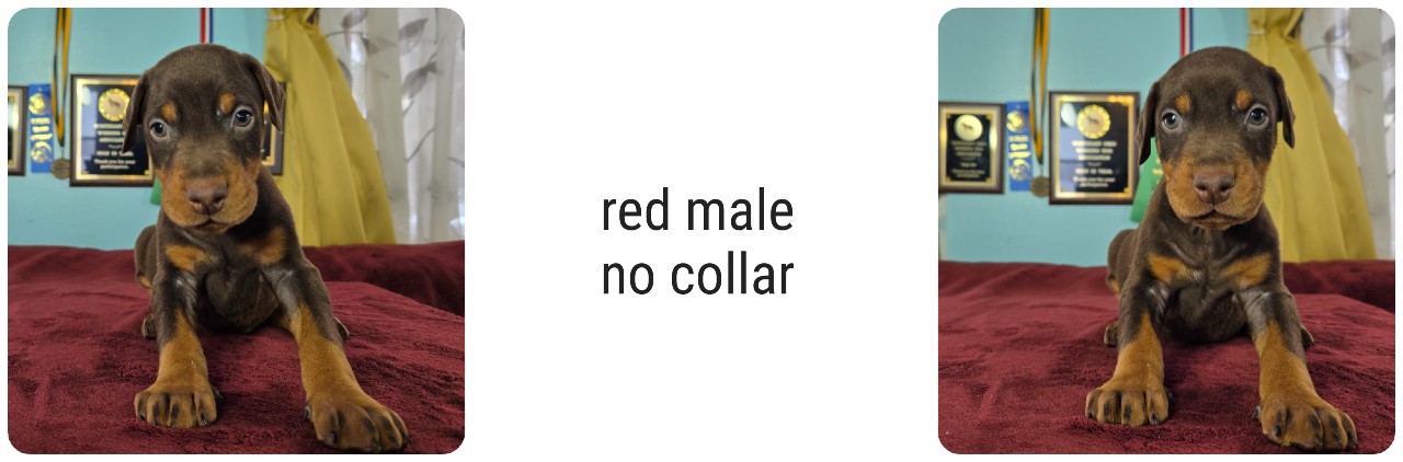 picture of doberman puppies