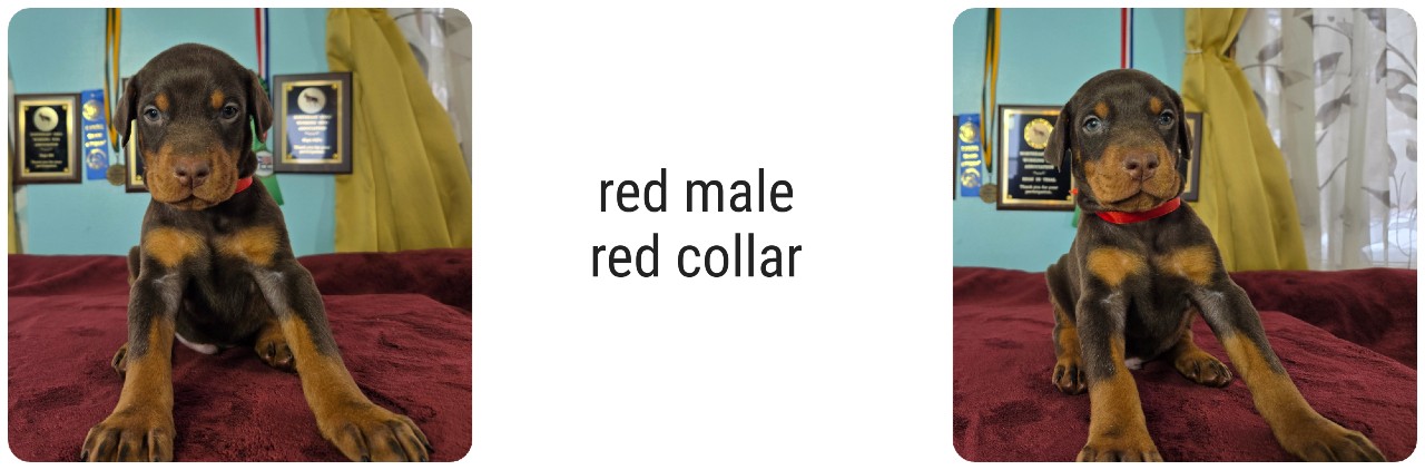 picture of doberman puppies