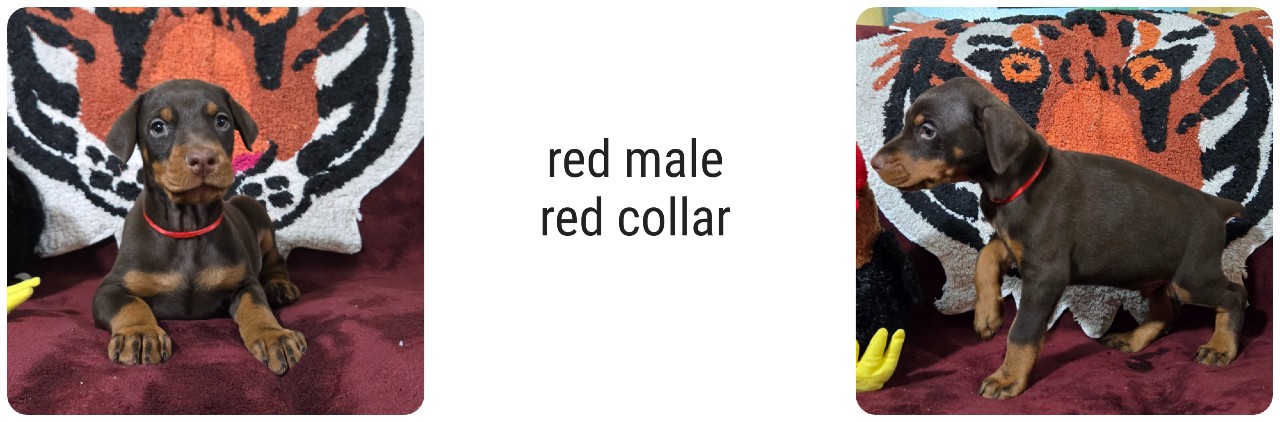 picture of doberman puppies