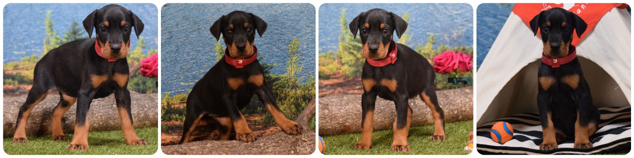 picture of doberman puppies