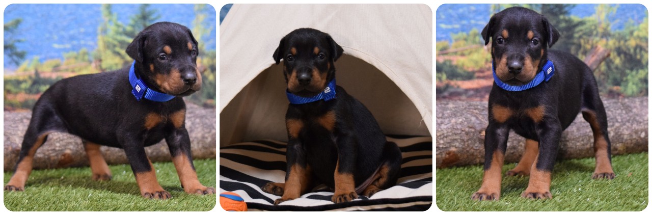 picture of doberman puppies