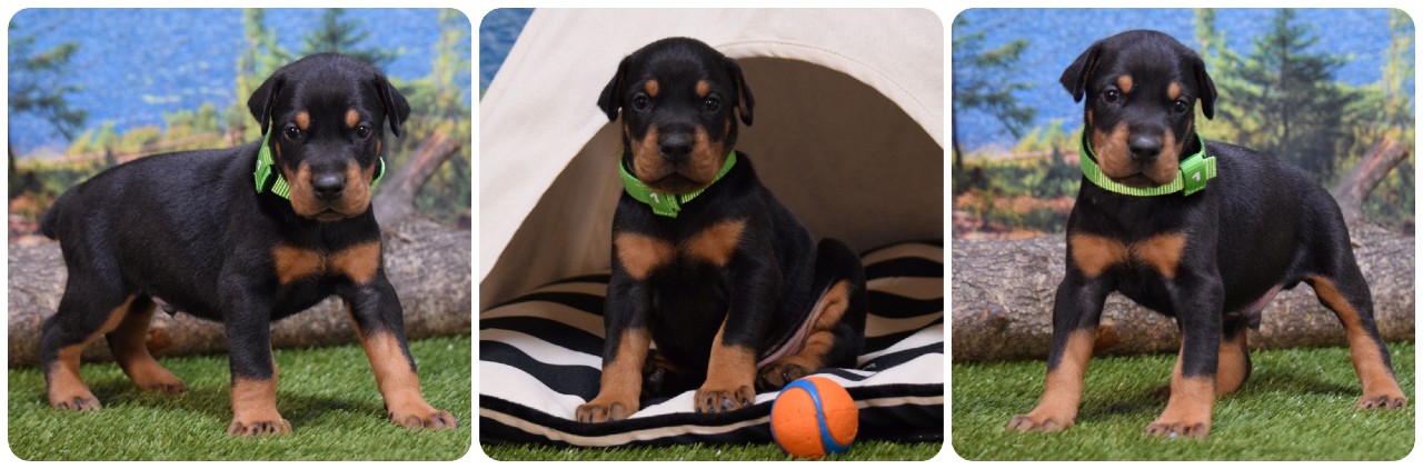picture of doberman puppies