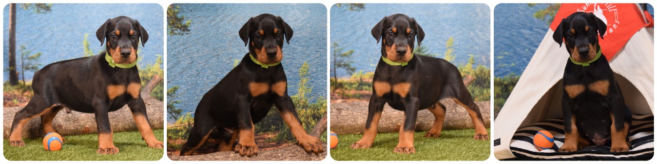 picture of doberman puppies
