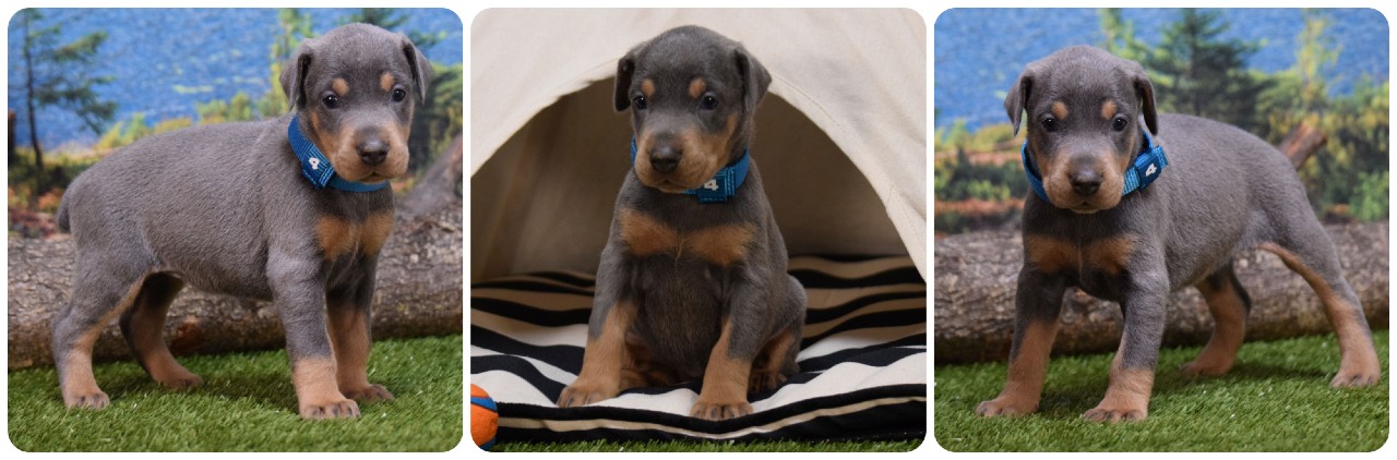 picture of doberman puppies