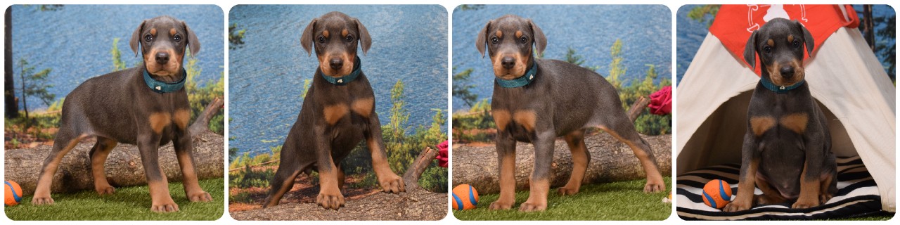 picture of doberman puppies