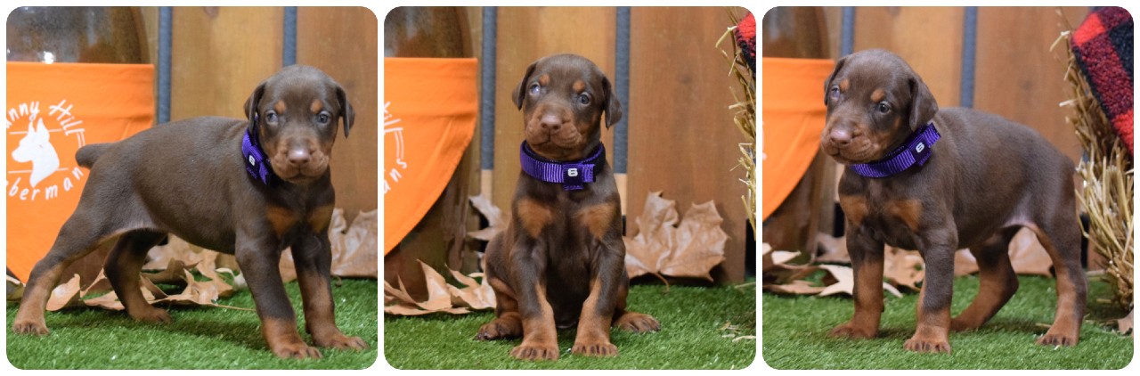 picture of doberman puppies