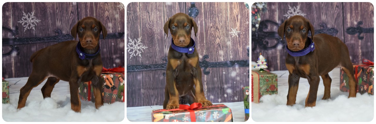 picture of doberman puppies