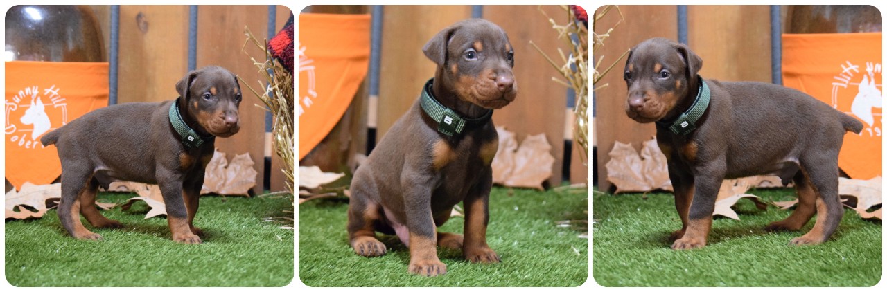 picture of doberman puppies